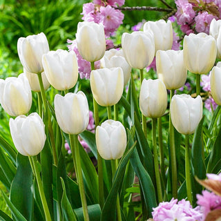 Clearwater Late-Blooming Tulip Seeds
